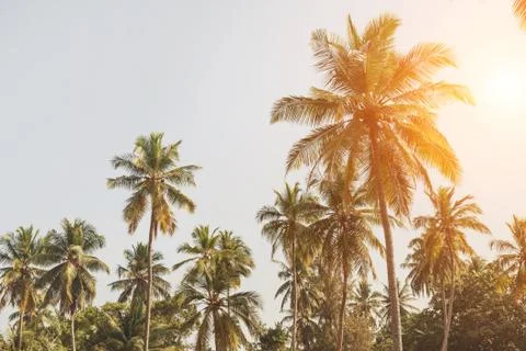 Sunset over the palms beach Stock Photos