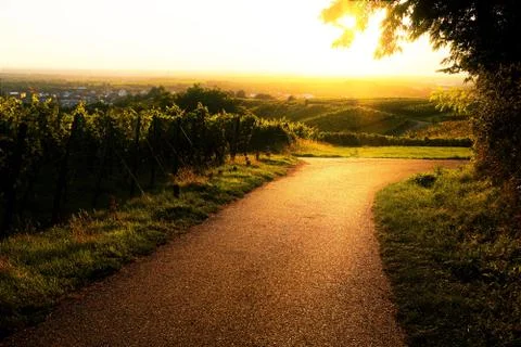Sunset over a path in the vineyard Stock Photos