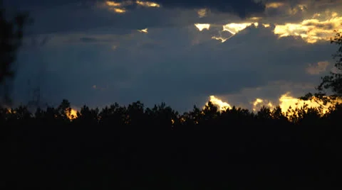 Sunset over pine forest edge Stock Footage 23138543