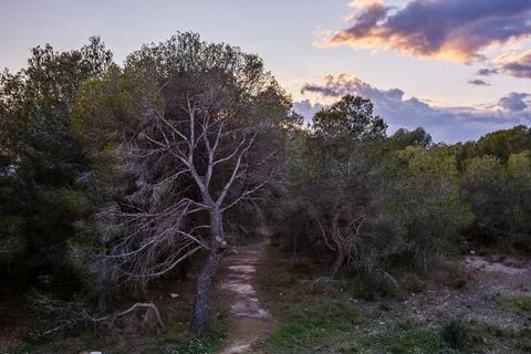 Sunset over the Pine Forest Path Stock Photos