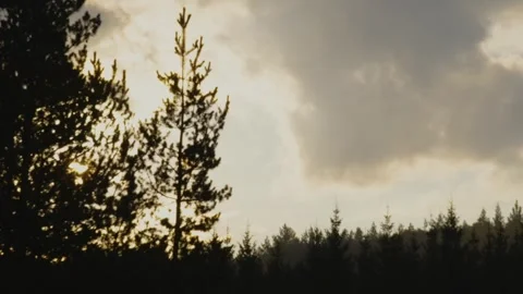 Sunset over Pine Forest in Southern Urals, Russia Video stock 325448993