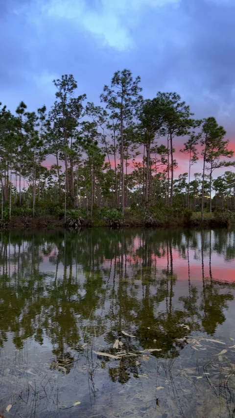 SUNSET OVER  PINE TREES AND  LAGOON  Video stock 280799192