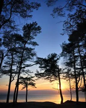Sunset over pine trees in a peaceful forest scene Stock Photos