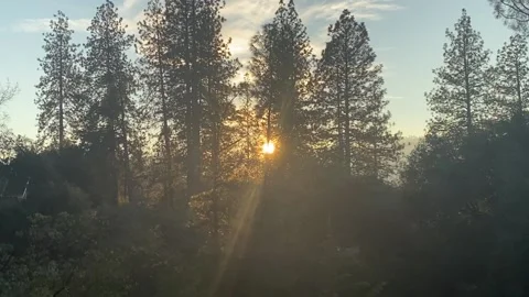 Sunset over pines Stock Footage 168859005