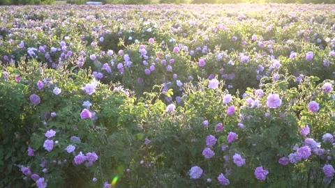 Sunset over a pink rose valey in Bulgaria Stock Footage 131434979