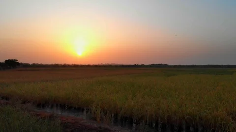 Sunset over plantation, drone view. Stock Footage 127688821