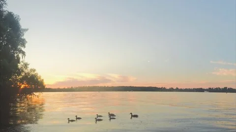 Sunset Over pond And Forest In Summer evening Timelapse Stock Footage 82052116