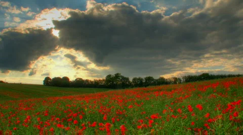 Sunset over poppies fields hdr time lapse Stock Footage 453087