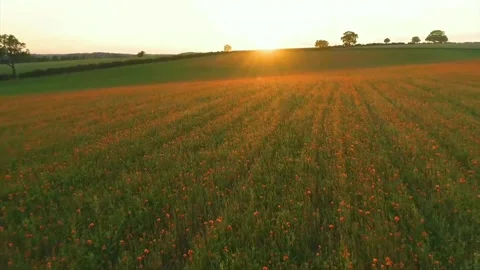 Sunset Over Poppy Fields in Summer Stock Footage 149254554