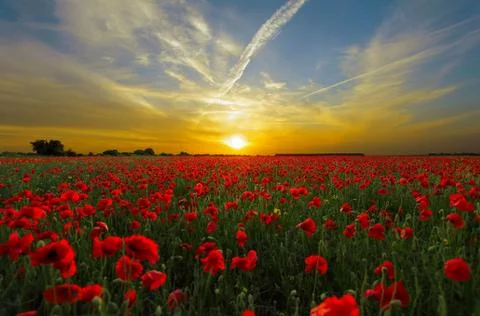 Sunset Over Poppy Fields in Summer Stock Photos