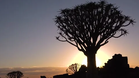 Sunset over a quiver tree in Namibia showing a colorful sky and rocky landscape  Stock Footage 332987497