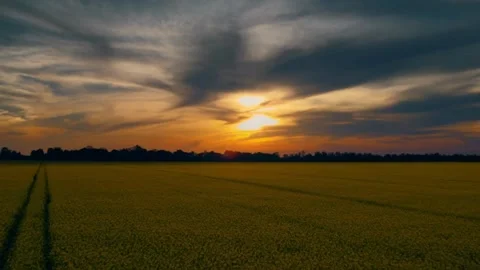 Sunset over Rapeseed Field. Stock Footage 306286701