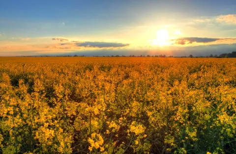 Sunset over rapeseed field Stock-Fotos