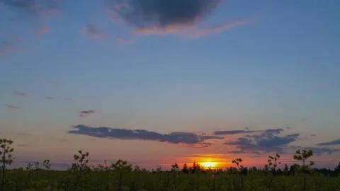 Sunset over a rapeseed field. rape blossom Stock Footage 155901604