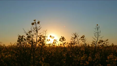 Sunset over the rapeseed field. sunset timelapse Stock Footage 156314499