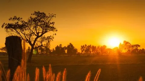 Sunset over rice field Stock Photos