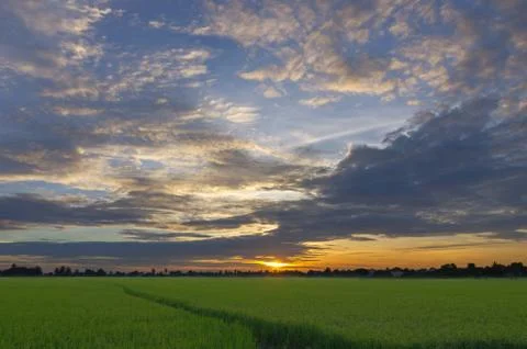 Sunset over the rice fields Foto stock
