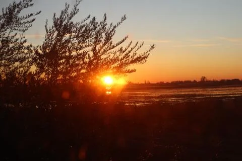 Sunset over the rice fields through a bush 스톡 사진