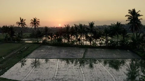 Sunset over the rice paddy fields in Bali Stock Footage 112303225
