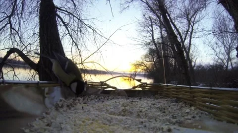 Sunset over the river and birds in a manger. Stock Footage 46466729