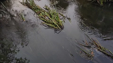 Sunset over the river in the park. Stock Footage 150650808