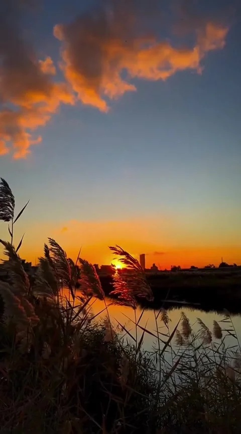 Sunset Over River With Reeds Silhouette Stock Footage 341629560