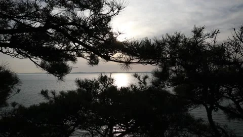 Sunset over the river, sunset with tree silhouette Stock-Footage 310930598