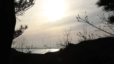 Sunset over the river, sunset with tree silhouette Video stock 310930600