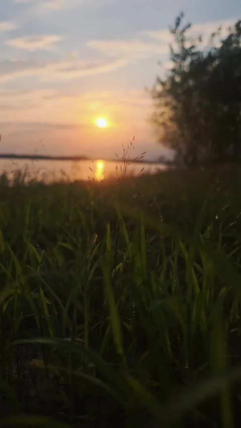 Sunset over the river, the Volga, the sun is setting, grass, greenery Stock Footage 312004956