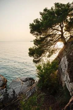 Sunset Over Rocky Coastline with Tree Stock Photos