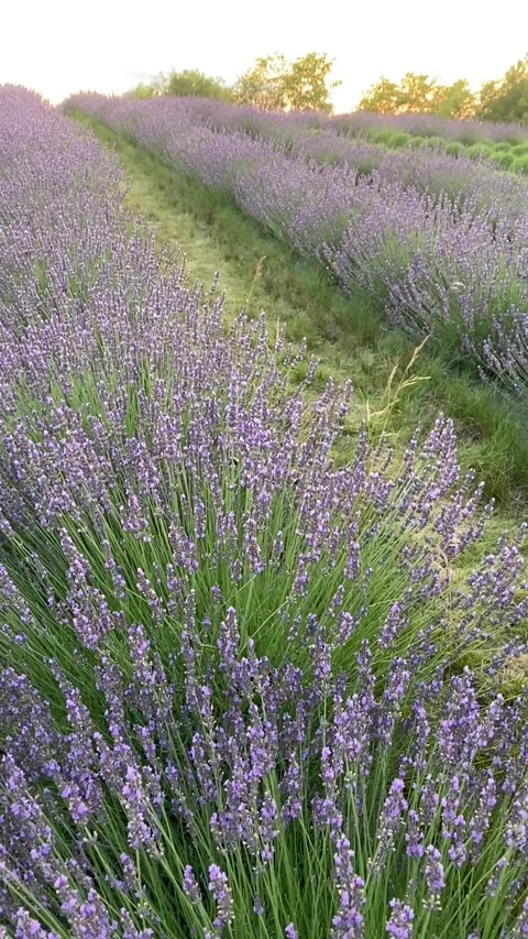 Sunset over rows of lavender Stock Footage 278044113