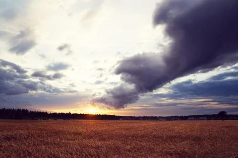 Sunset over the rye field. Stock Photos