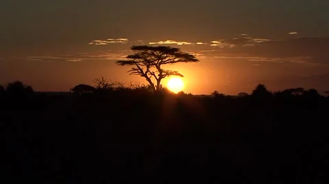 Sunset over savanna 1 Stock Footage 56350821