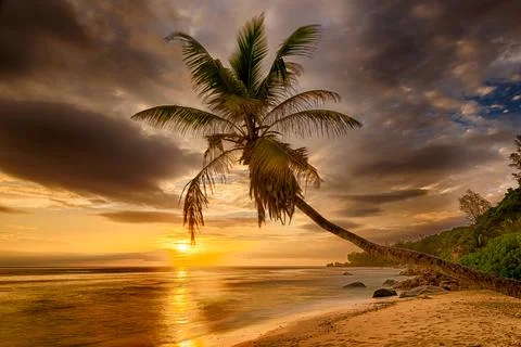 Sunset over the sea and coconut palm in the Seychelles Foto stock