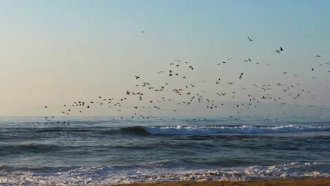 Sunset over the sea and flock of flying birds. Large group of sea birds Stock Footage 161471871