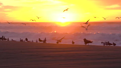 Sunset over the sea and flock of birds on the beach, California Stock Footage 170176664