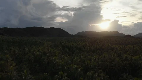 Sunset over a sea of palm trees Stock Footage 108258337