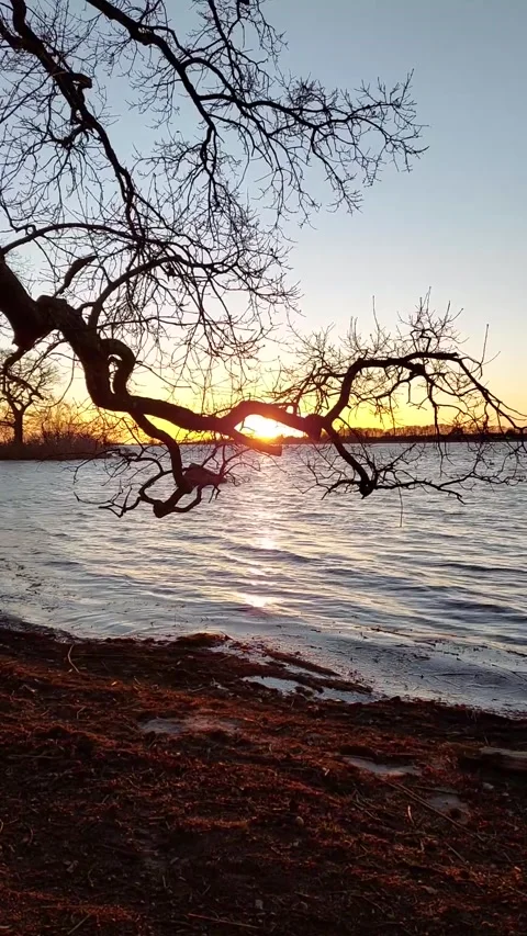 Sunset Over Sea Seen Through Branches Stock Footage 228101543
