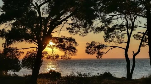 Sunset over the sea through pine trees with fishing boat in front of skyline. 4k Stock Footage 60143320