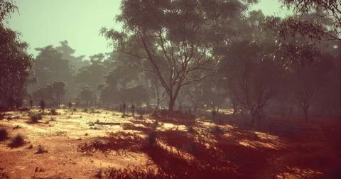 Sunset over a serene forest landscape in Australia with golden light Ilustração Stock