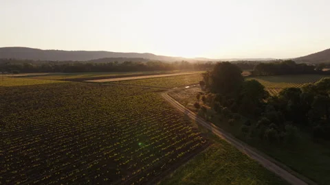 Sunset over a serene vineyard field in the countryside Stock Footage 321441402