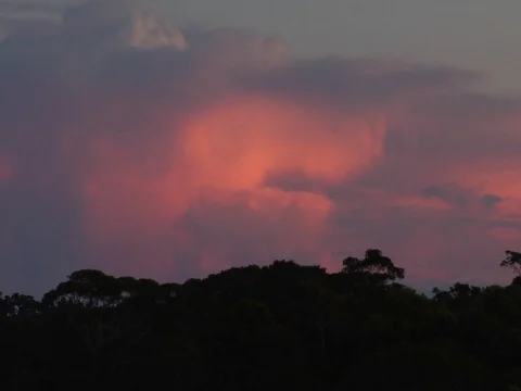 Sunset Over Silhouetted Tropical Trees in Amazon Jungle Rainforest Stock Footage 112938655