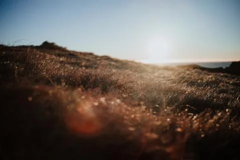Sunset over some dried out grass in Iceland Stock Photos