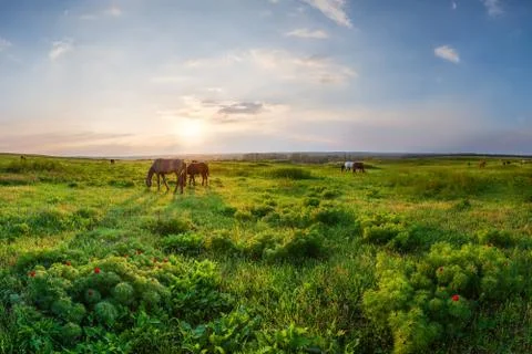 Sunset over spring meadow, blooming wild peonies flower and horses Stock Photos