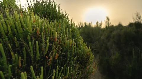 Sunset Over Succulent Field Stock Photos