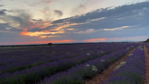 Sunset over a summer lavender field in Brihuega, Guadalajara, Spain, panoram Stock Footage 245503098