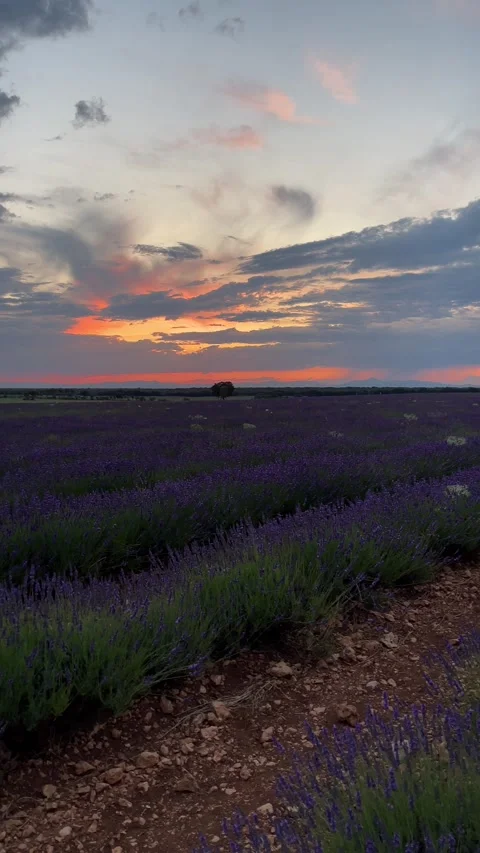 Sunset over a summer lavender field in Brihuega, Guadalajara, Spain, panoram Stock Footage 245503100