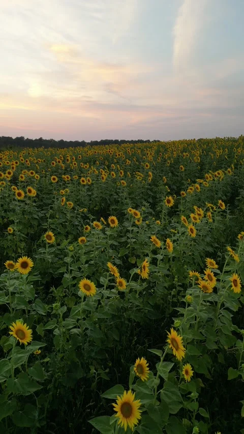 Sunset over sunflowers in full bloom Stock Footage 304883745