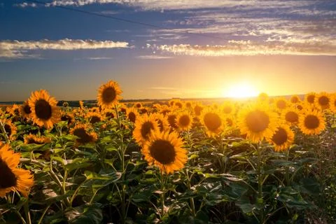 Sunset over sunflowers Stock Photos