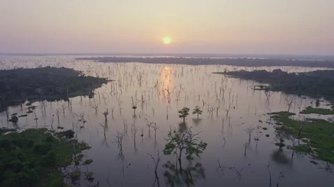 Sunset over a swamp in the jungle Video stock 223533825